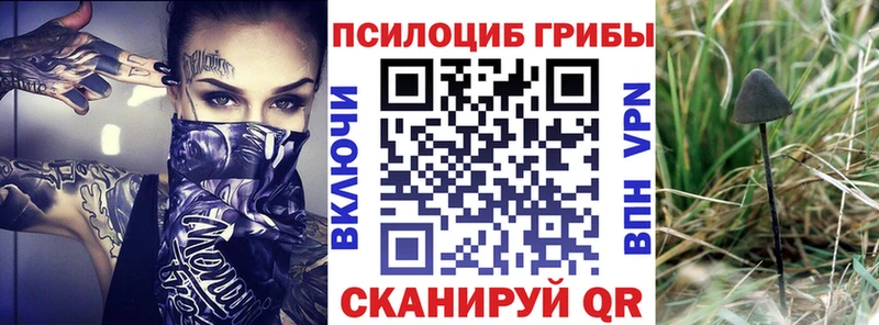 как найти наркотики  Ноябрьск  KRAKEN онион  Псилоцибиновые грибы Psilocybe 